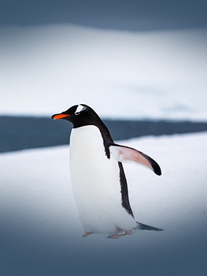 Antartica